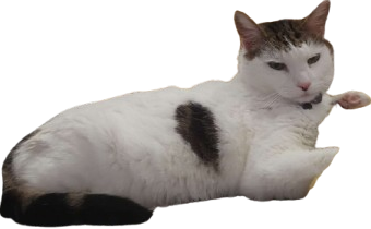 handsome cat